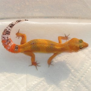 SHTCTB female