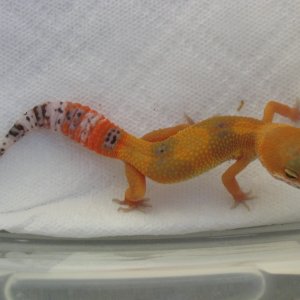 SHTCTB female