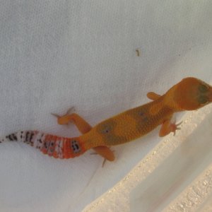SHTCTB female