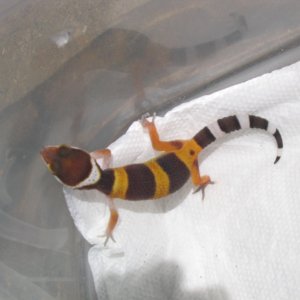 SHTB het for albino