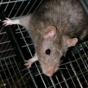 rat