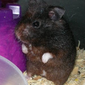 Sooty the bear