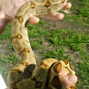 Misty's hypo pattern