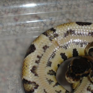Belly Rot 1