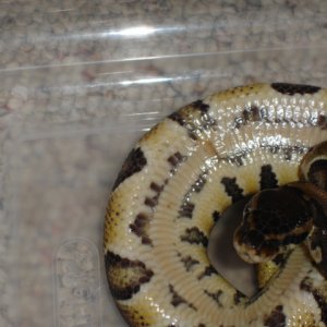 Belly Rot 3