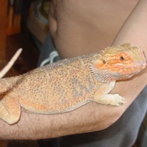 RUSTY_--_Male_Crawly_male_X_Criss_Allen_Red_female_