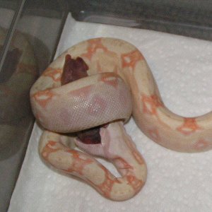 CA06-13M Eating