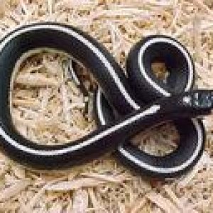 (Cali Kingsnake)
