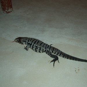 my arg. blk/wht tegu--Moorgon