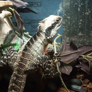 Draco my australian male water dragon