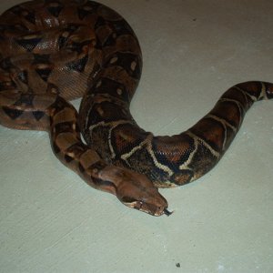 Death Fyre-red pastel bci
