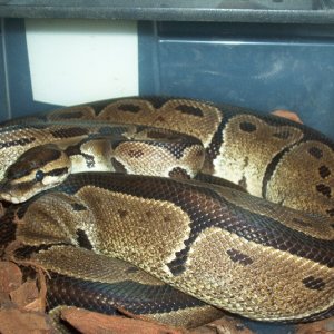 Takana black back male