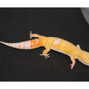 tremper sunglow het aptor male