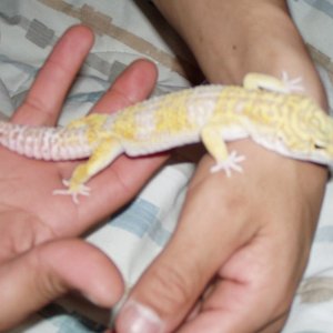 geckos004