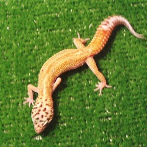 geckos005