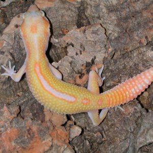 Snake eye reverse stripe albino.