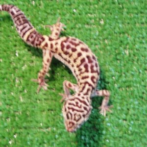 geckos2008