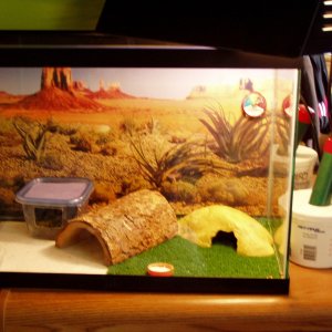 geckos2010