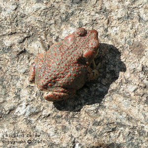 Red_Spotted2