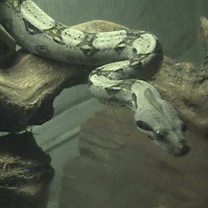 colombian red tail boa