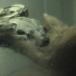 colombian red tail boa