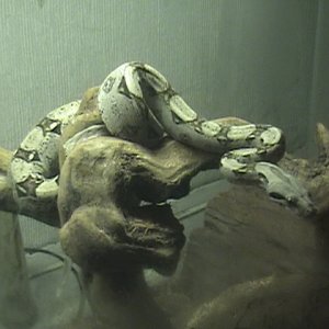 colombian red tail boa