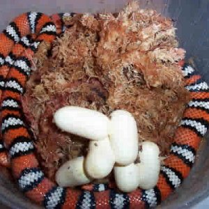 baja mountain kingsnake
