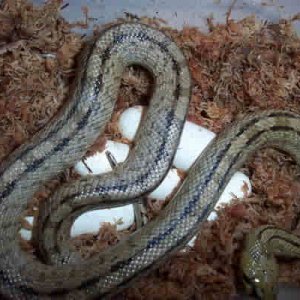 ladder ratsnake
