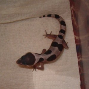 BabyMack1_5-17