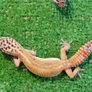 geckos2003