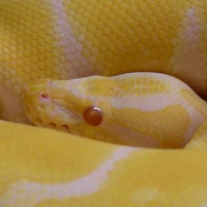 05 Albino