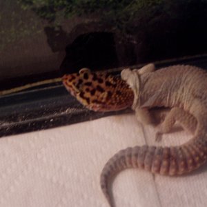 geckos3004