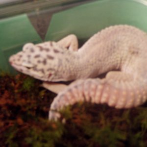 geckos3009