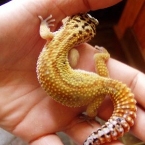 geckos3002