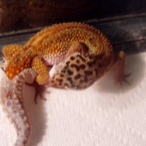 geckos3016