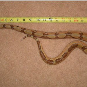 Snake Measurer 1