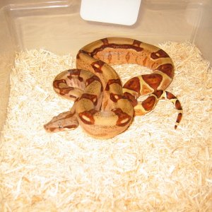 CAMA05.4M