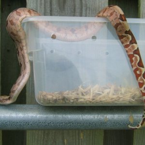 CAMA05.3M