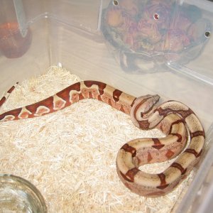 CAMA05.3M