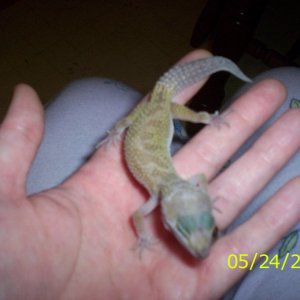 babygec