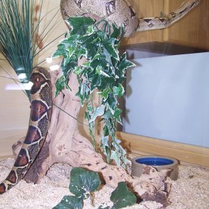 SNAKEPIC_SDISC-1-5-20-06087