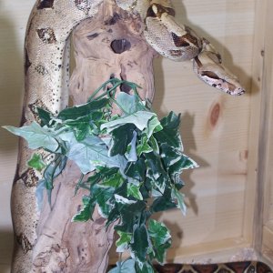 SNAKEPIC_SDISC-1-5-20-06013