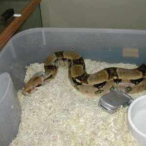 SNAKEPIC_SDISC-1-5-20-06360