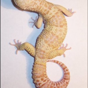 fredrick