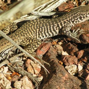 Checkered_Whiptail_2
