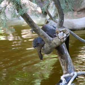 Zoo_-_052806_021