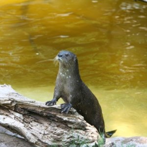 Zoo_-_052806_024