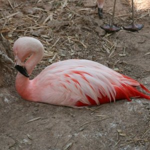 Zoo_-_052806_013