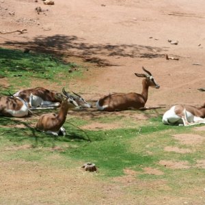 Zoo_-_052806_030