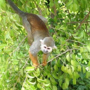Zoo_-_052806_035